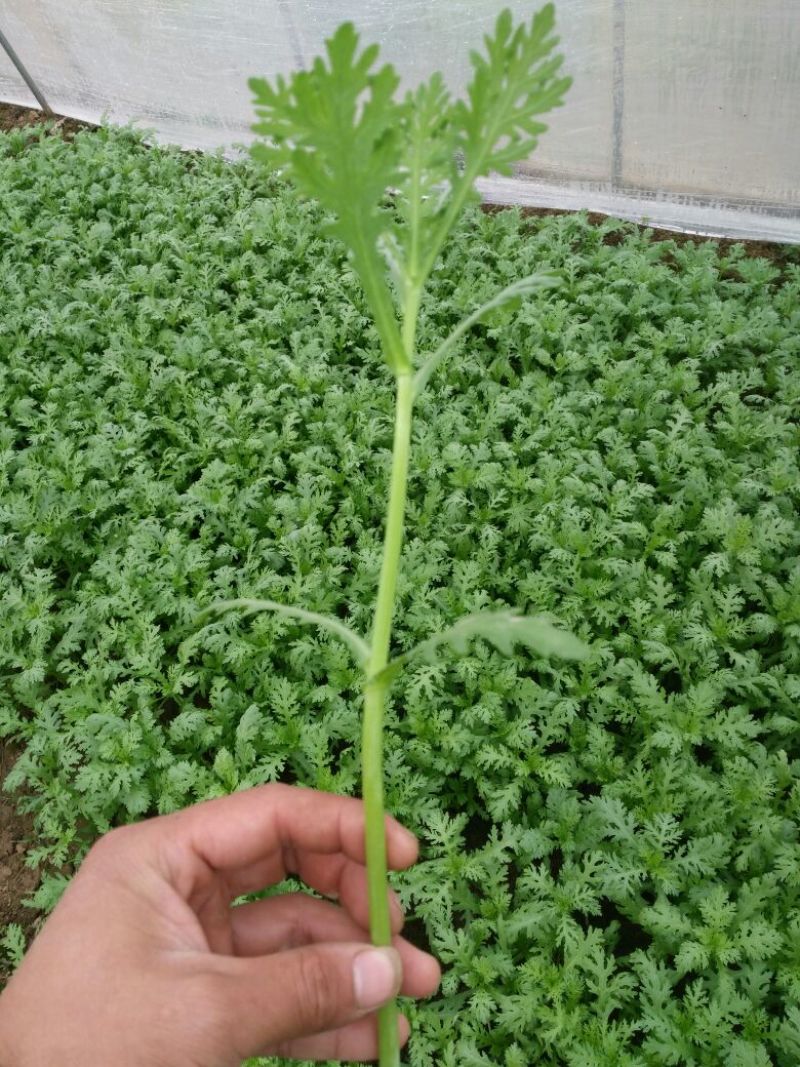 茼蒿20~25cm