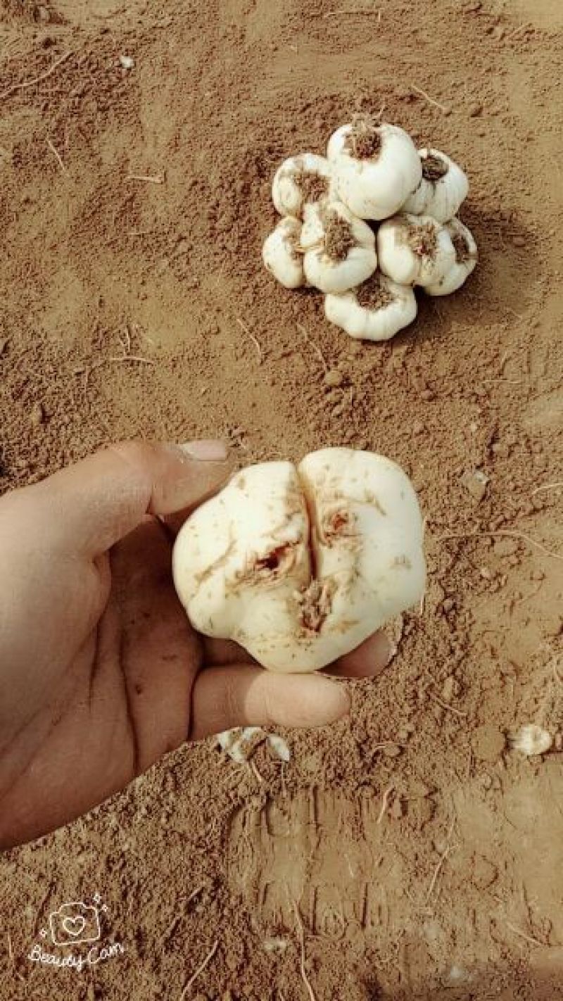 兰州百合二头药食两用