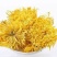 菊花茶10m以上特级花王