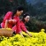 菊花茶10m以上特级花王