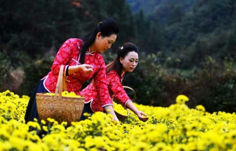 菊花茶10m以上特级花王
