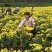 菊花茶10m以上特级花王
