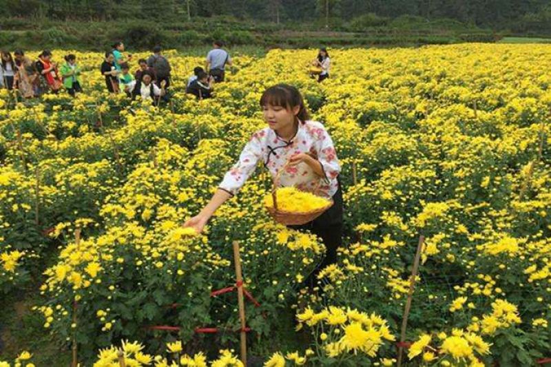 菊花茶10m以上特级花王