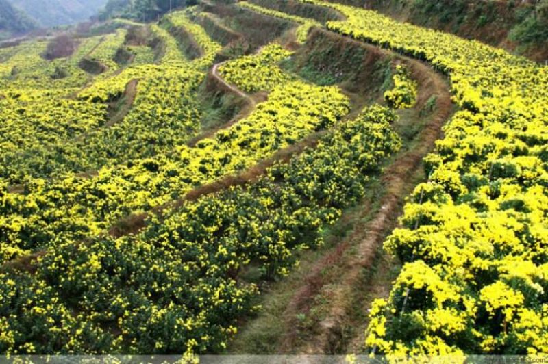 菊花茶10m以上特级花王