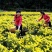 菊花茶10m以上特级花王
