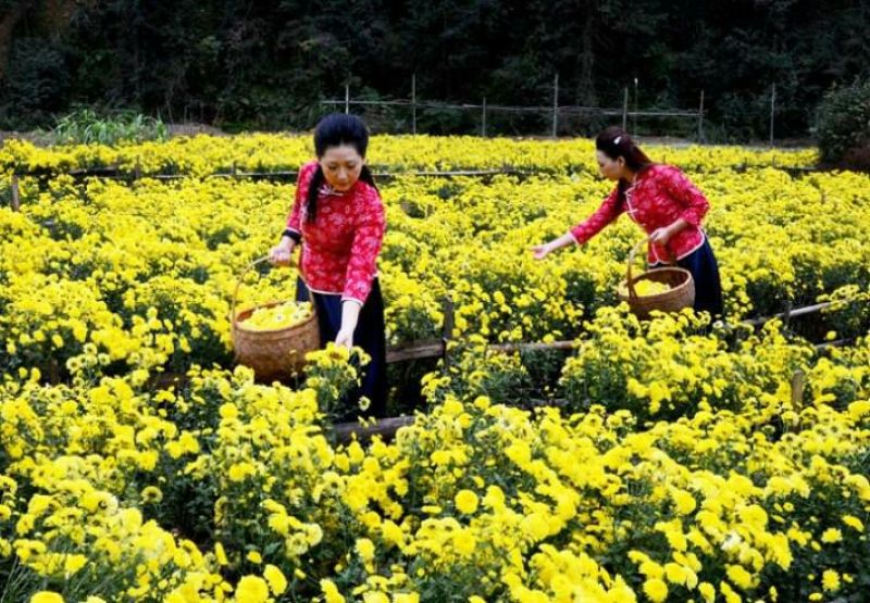 菊花茶10m以上特级花王