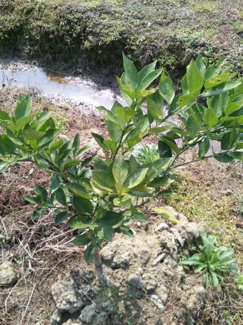 沃柑苗30~50cm
