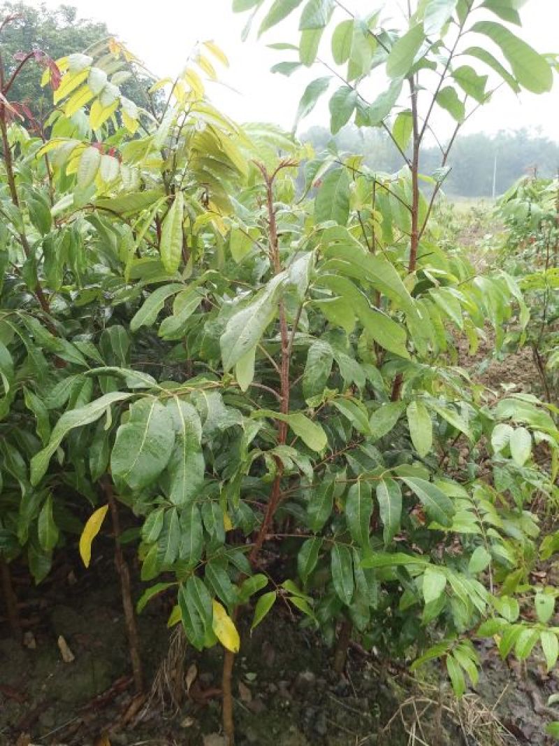 龙眼树苗30~50cm