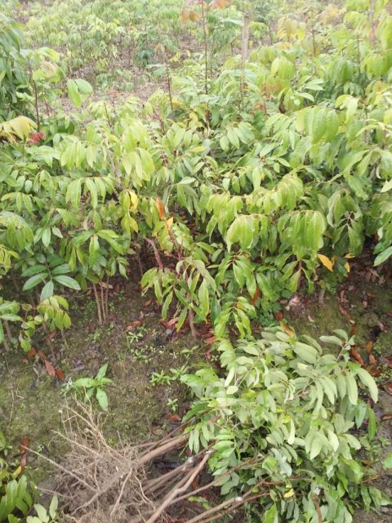 龙眼树苗30~50cm