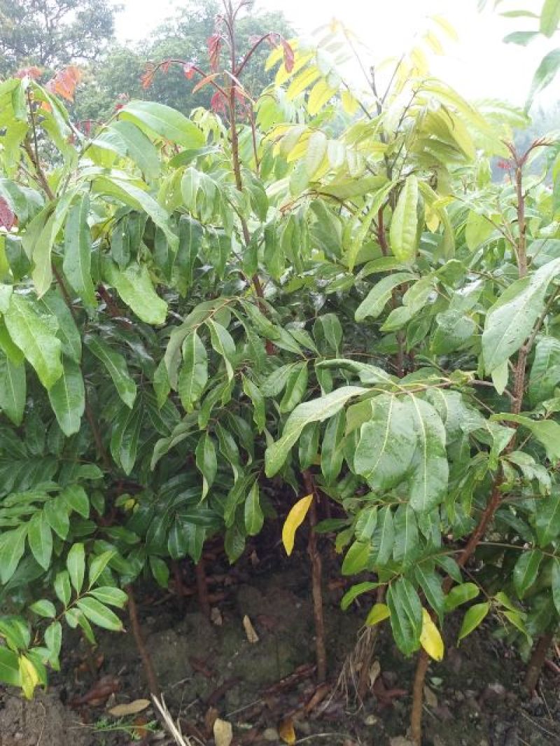 龙眼树苗30~50cm
