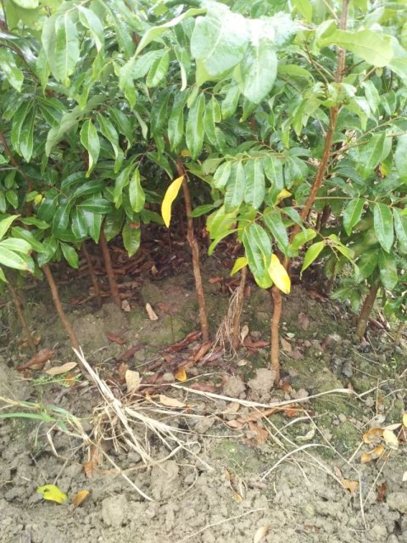 龙眼树苗30~50cm