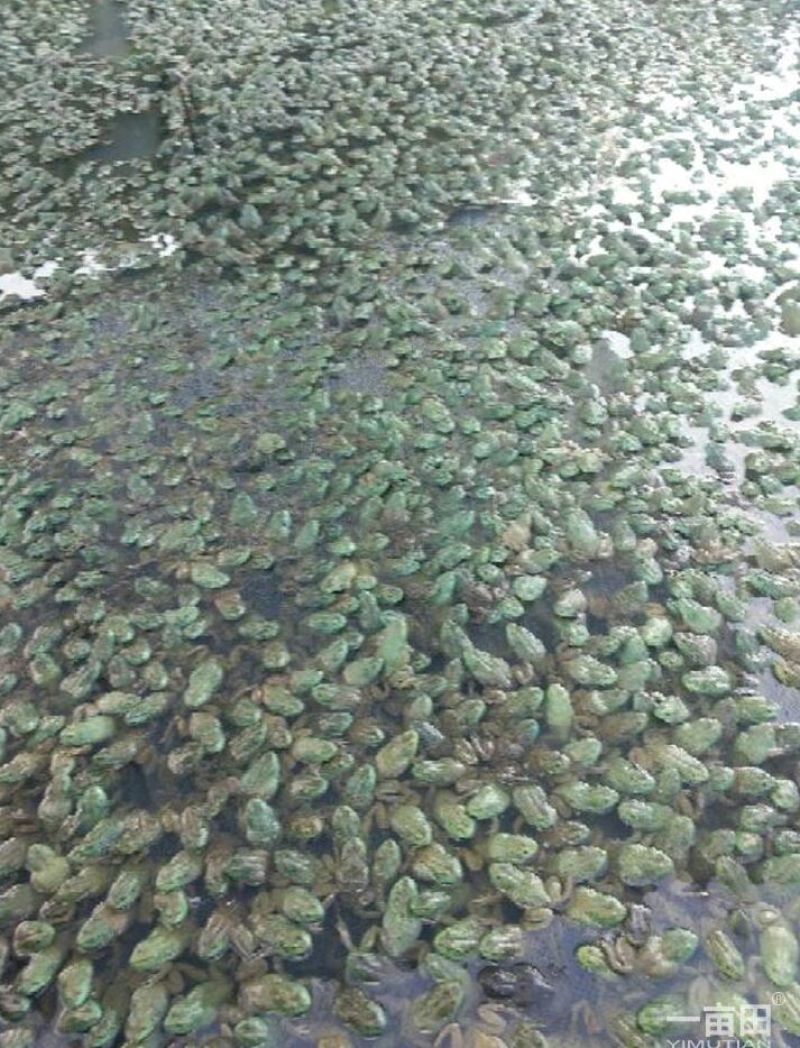 牛蛙商品牛蛙