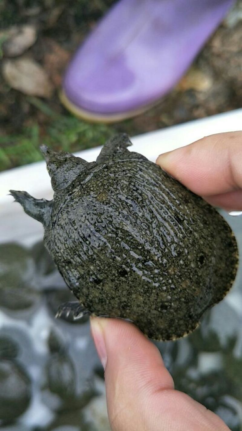 生态甲鱼鳖苗