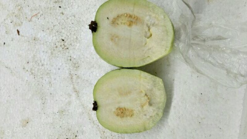石榴3两~5两
