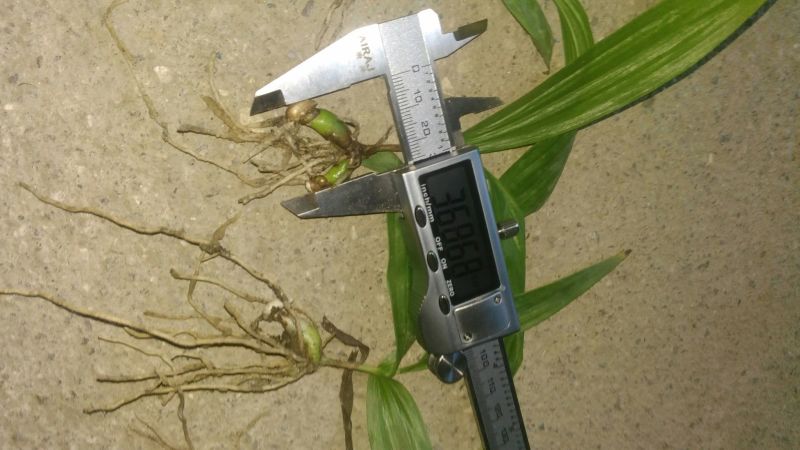 白芨种苗10~20cm