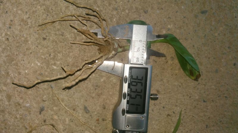 白芨种苗10~20cm