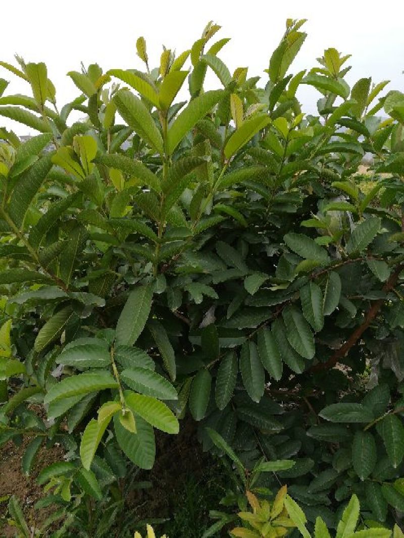 番石榴苗30cm以下