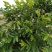 番石榴苗30cm以下