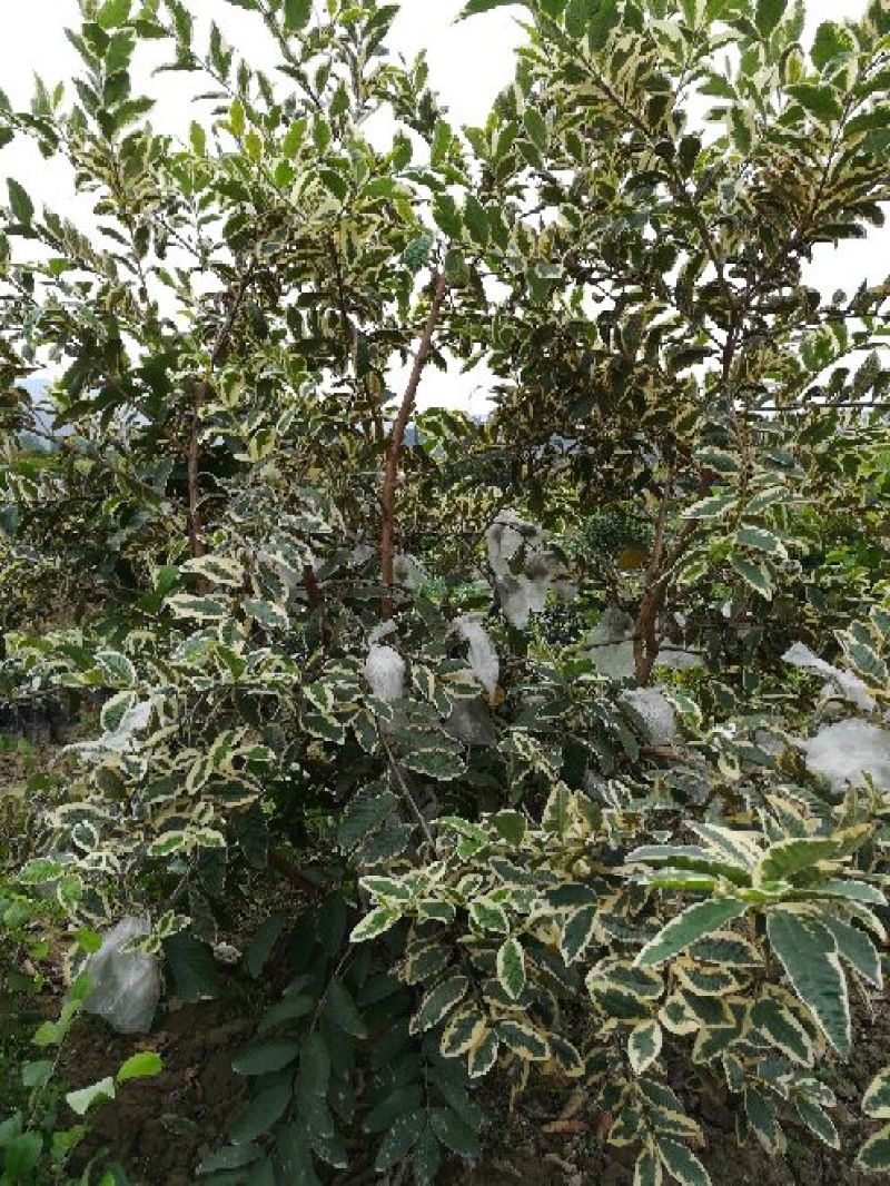 番石榴苗30cm以下