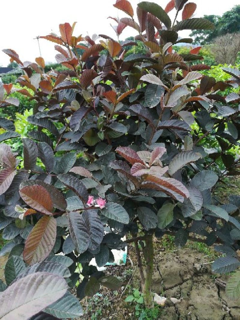番石榴苗30cm以下