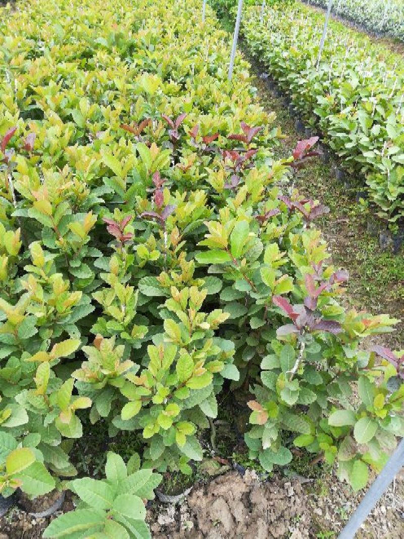 番石榴苗30cm以下