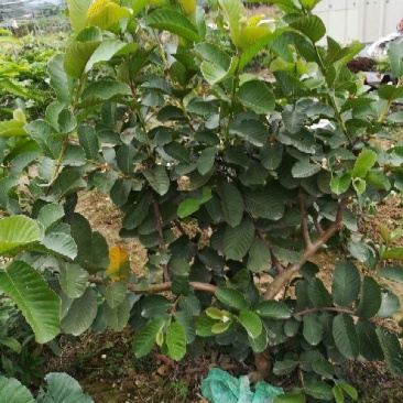 番石榴苗30cm以下