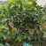 番石榴苗30cm以下