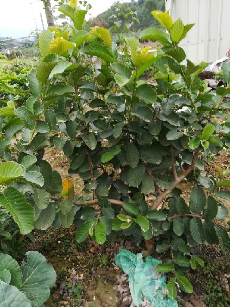 番石榴苗30cm以下