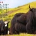 牛肉干