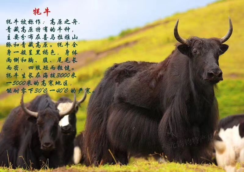 牛肉干
