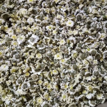 菊花茶特级