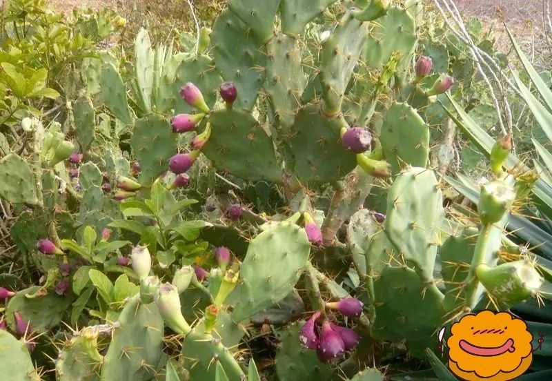 仙人掌果2~3两以上