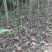 红富士苹果苗，烟富、维纳斯、2001苹果苗