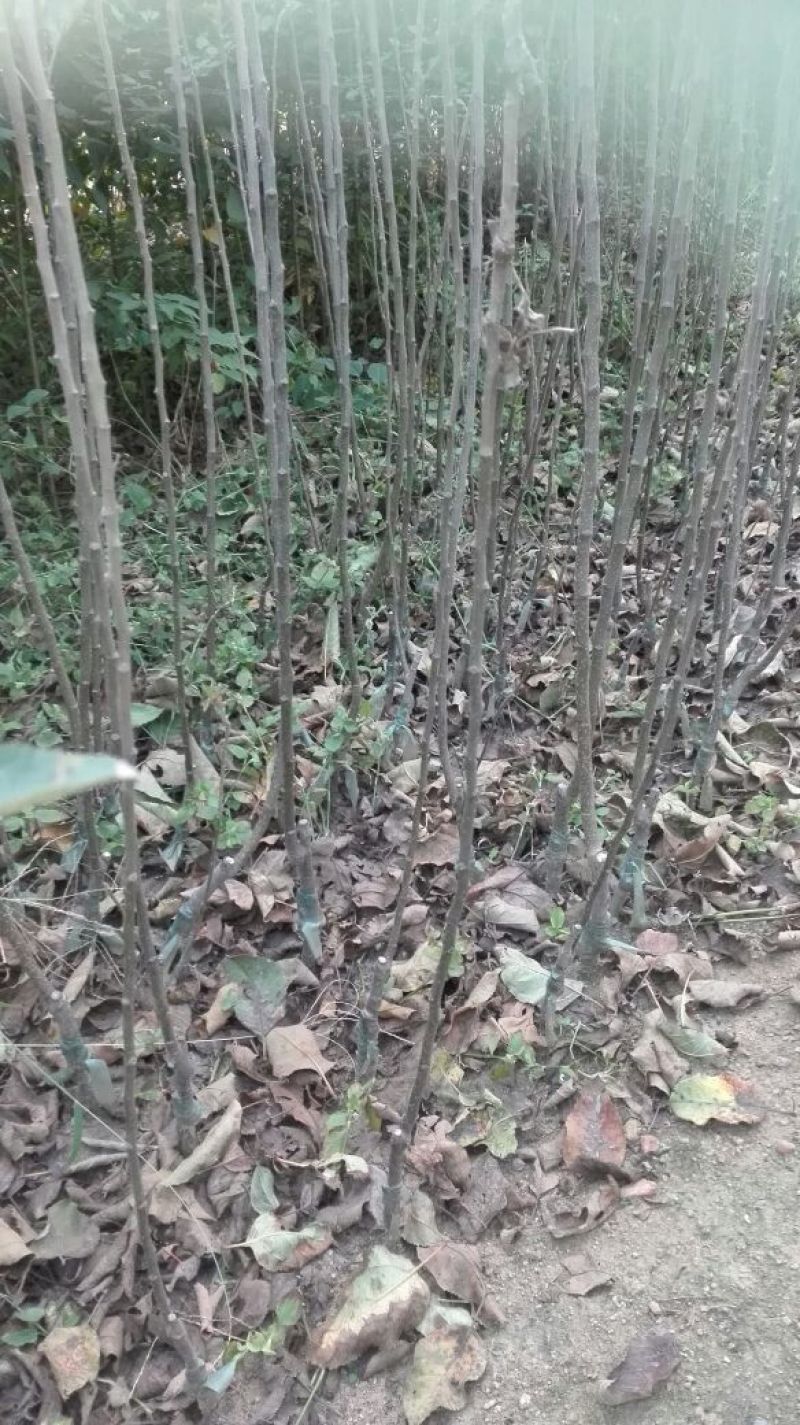 红富士苹果苗，烟富、维纳斯、2001苹果苗
