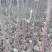 红富士苹果苗，烟富、维纳斯、2001苹果苗