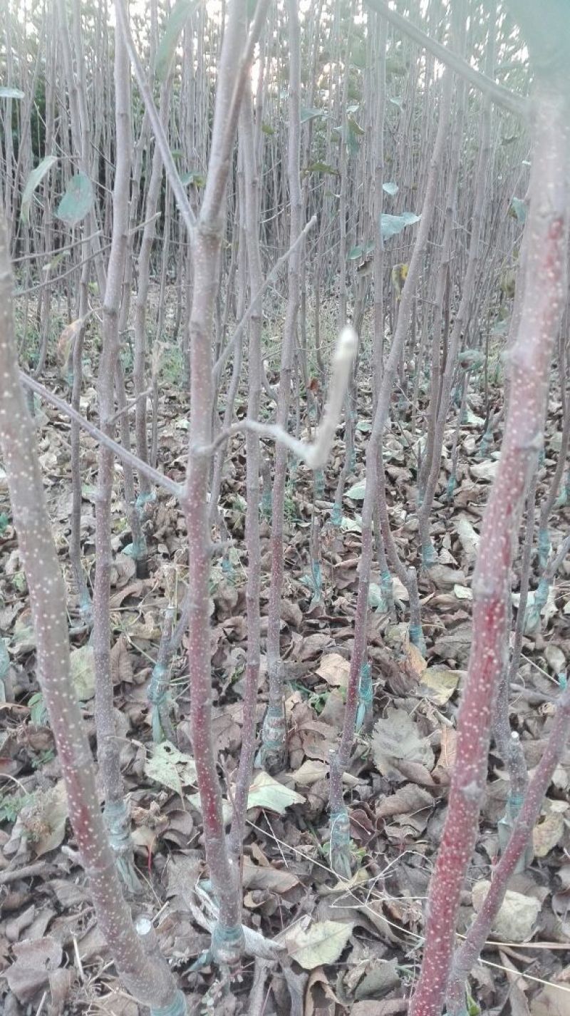 红富士苹果苗，烟富、维纳斯、2001苹果苗