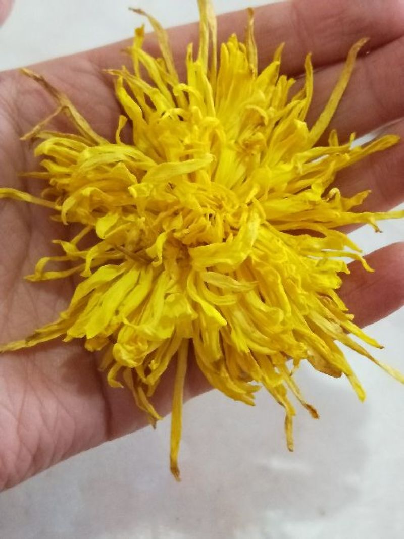 金丝皇菊茶二级