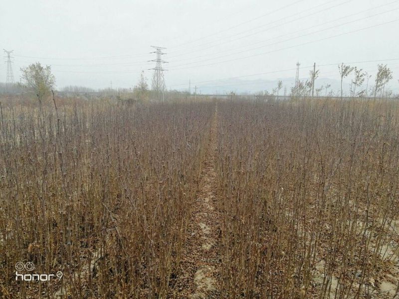 大红袍花椒苗0.5~1年