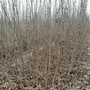 大红袍花椒苗0.5~1年