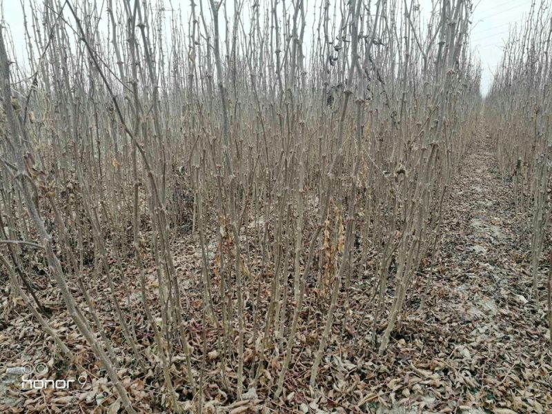 大红袍花椒苗0.5~1年