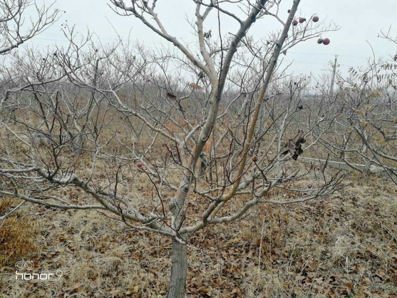 山楂树6~8cm1.5~2米