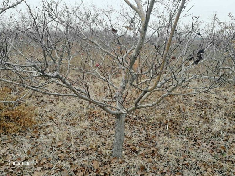 山楂树6~8cm1.5~2米
