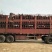 育肥牛犊100~200kg