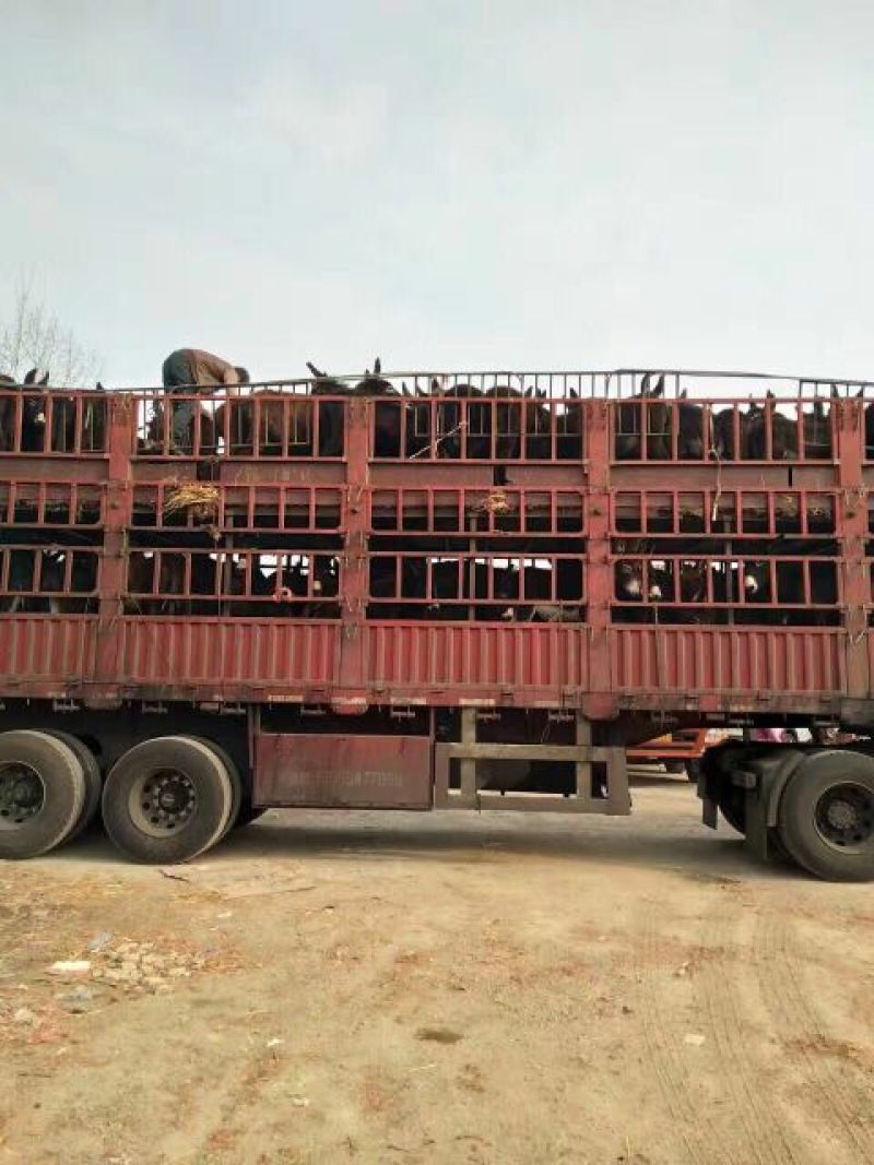 育肥牛犊100~200kg
