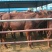育肥牛犊100~200kg