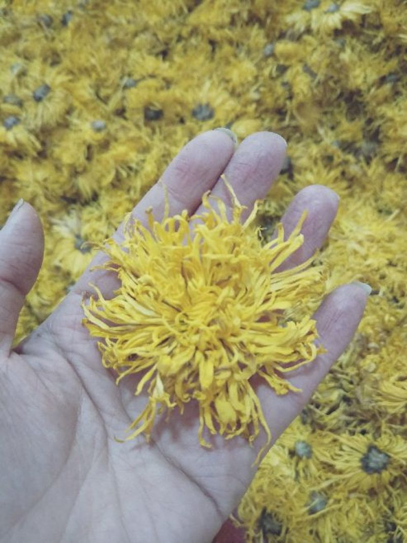 金丝皇菊茶二级