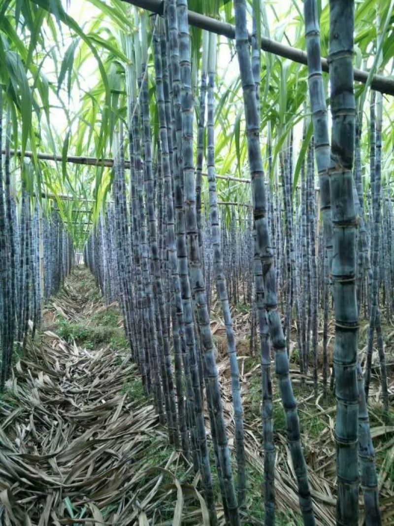 黑皮甘蔗产地大量直销，一手货源！可以找回头车