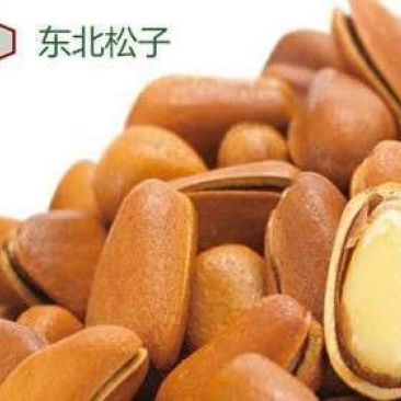 东北松子批发代发