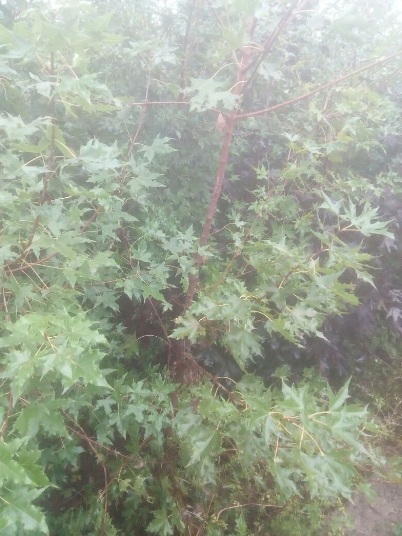 三角枫树桩5cm以下