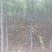 木瓜树261~300cm